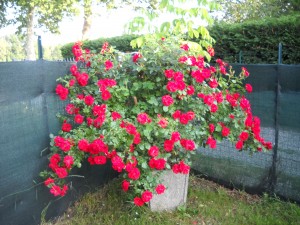 giardino rose maggio 2012 050